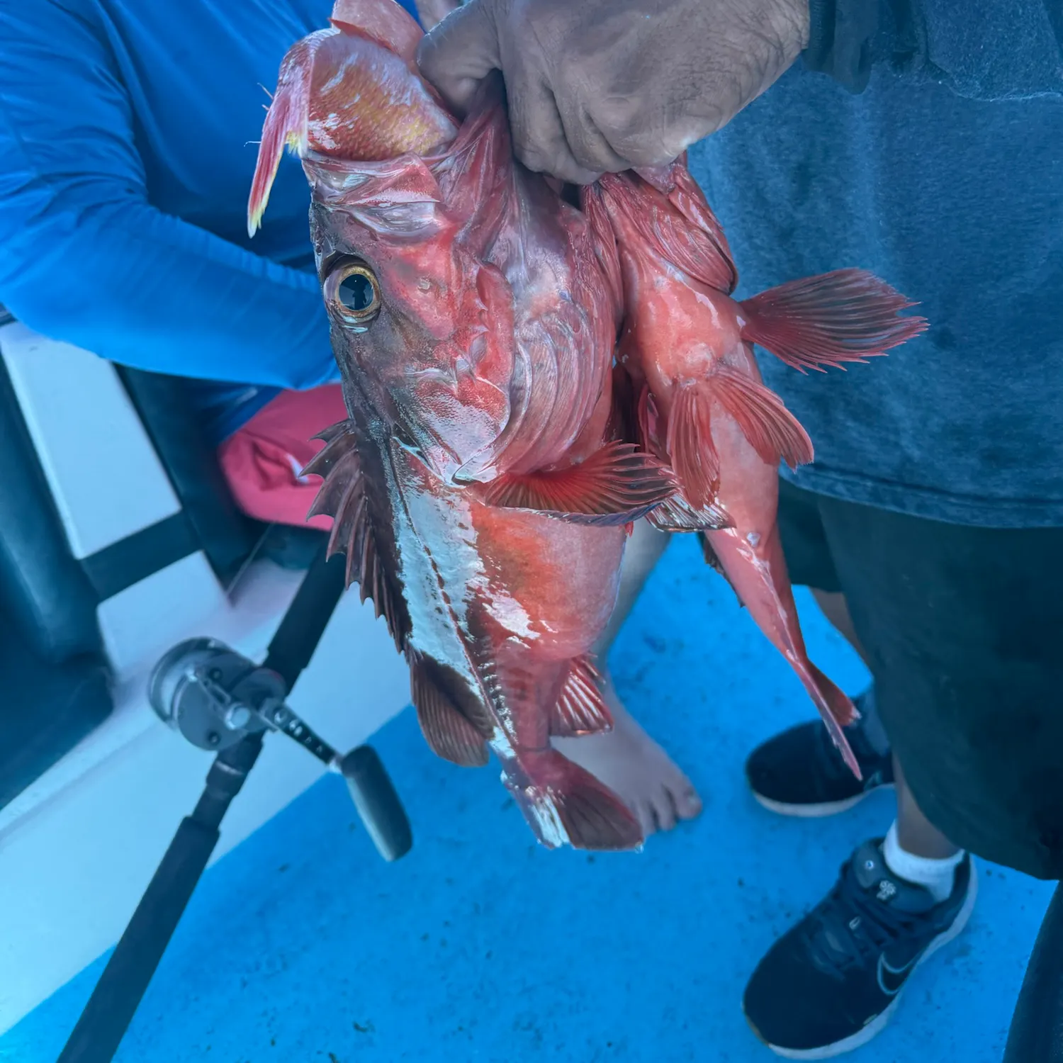 The most recent Spotted grouper catches on Fishbrain