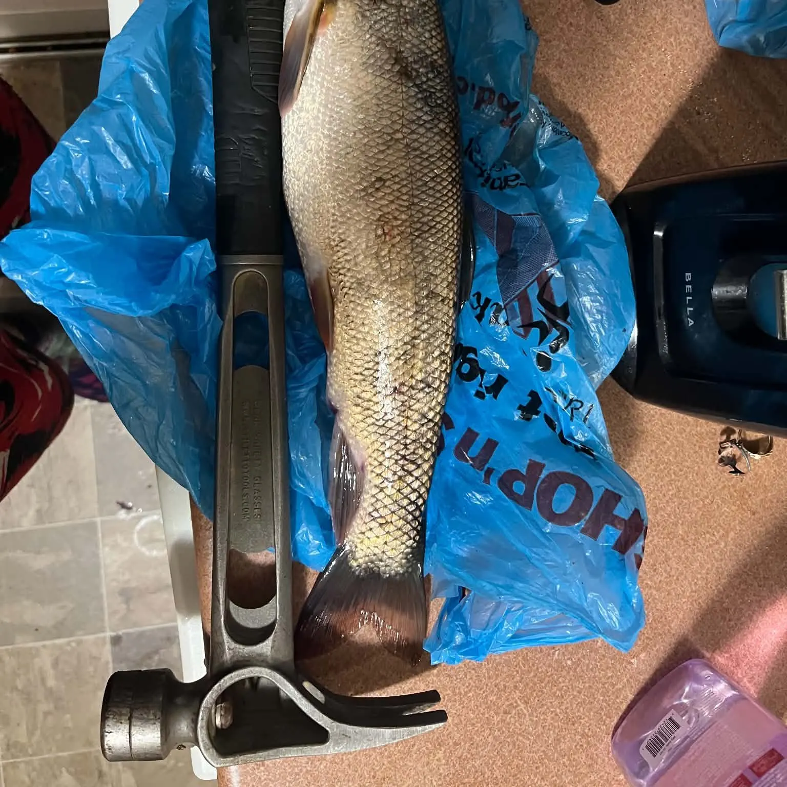 White sucker caught on Fishbrain