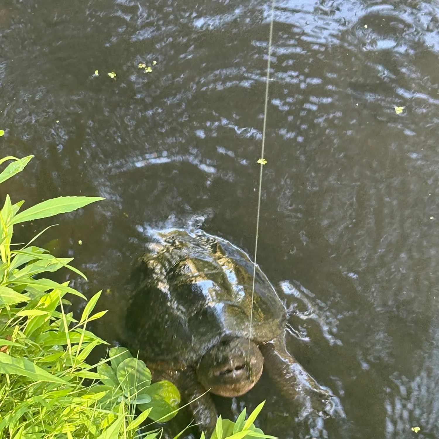 The most recent Common snapping turtle catches on Fishbrain