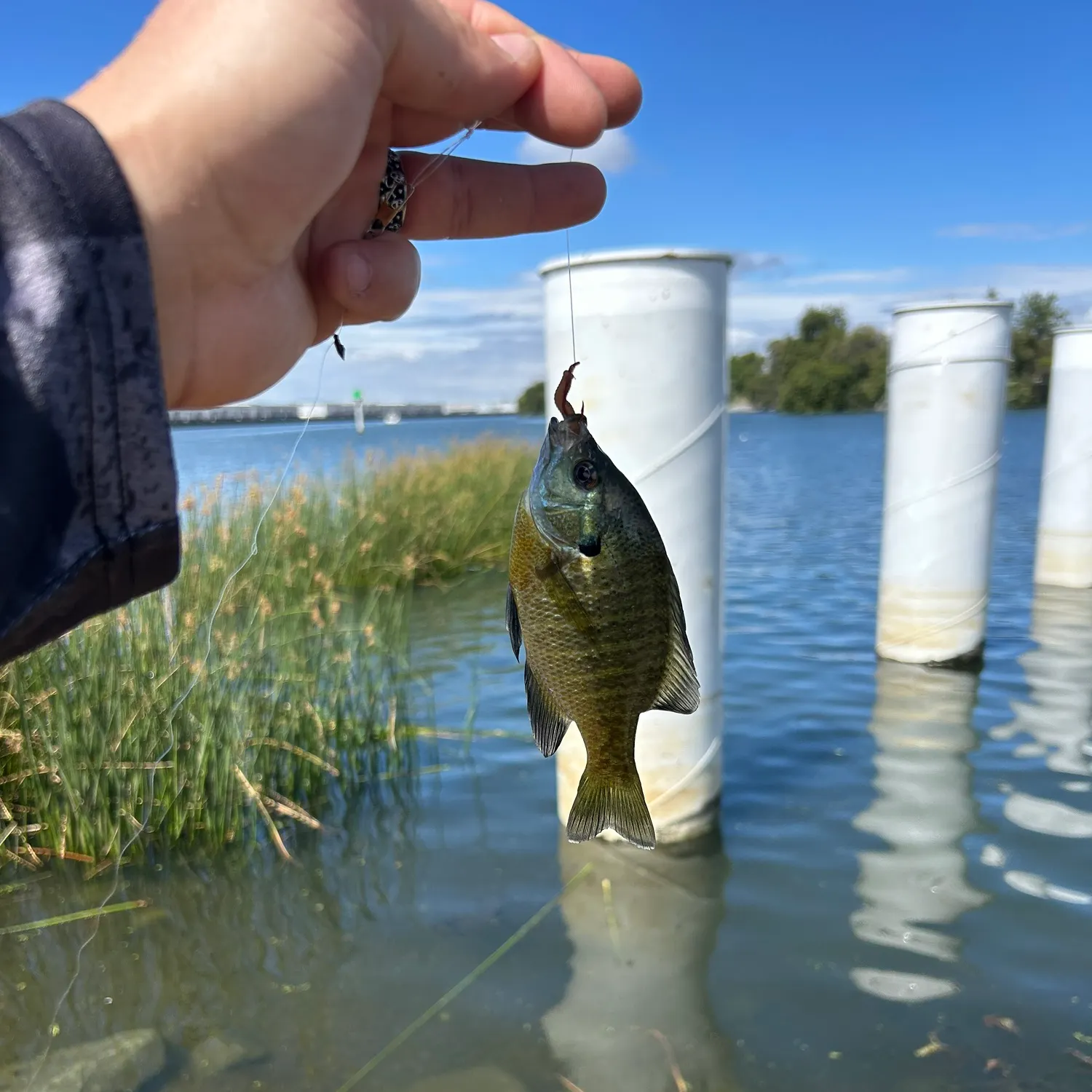 Bluegill caught on Fishbrain