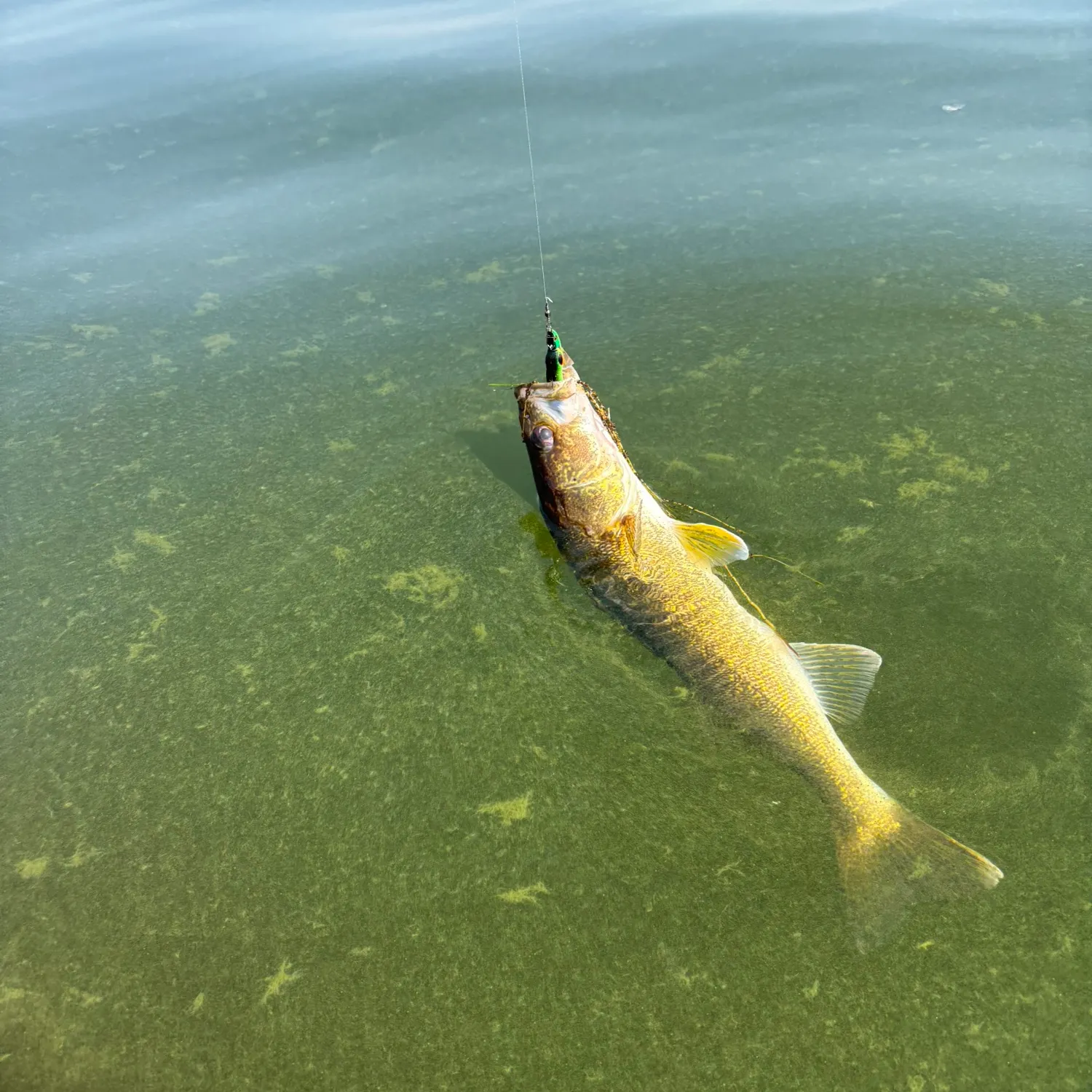Walleye caught on Fishbrain