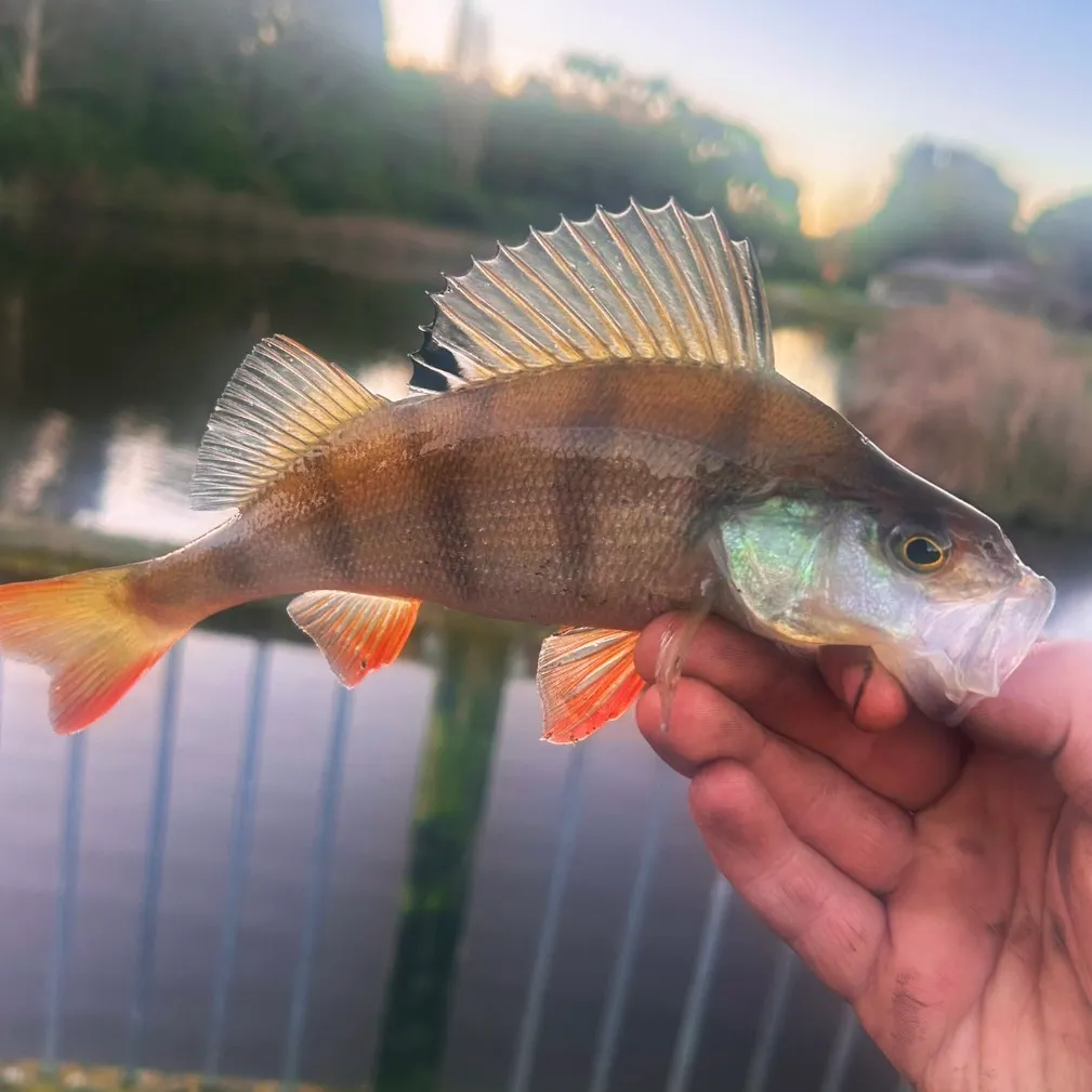 European perch caught on Fishbrain