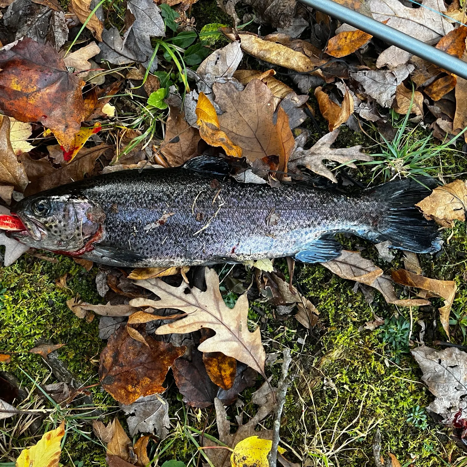 Rainbow trout caught on Fishbrain