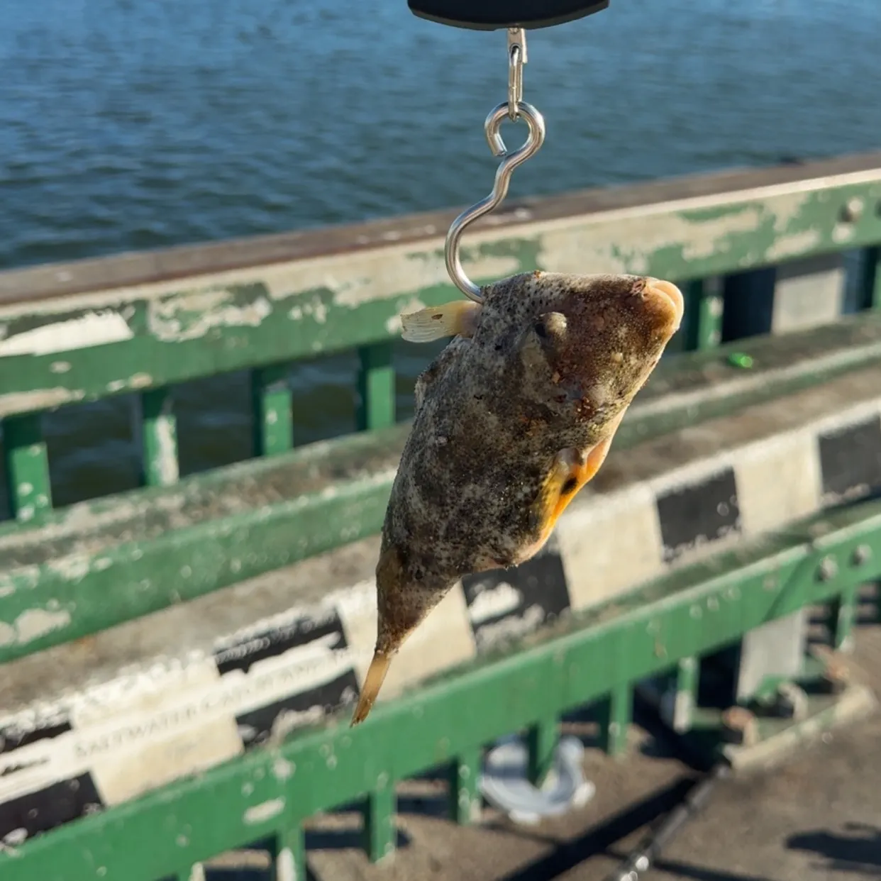 The most recent Oceanic puffer catches on Fishbrain