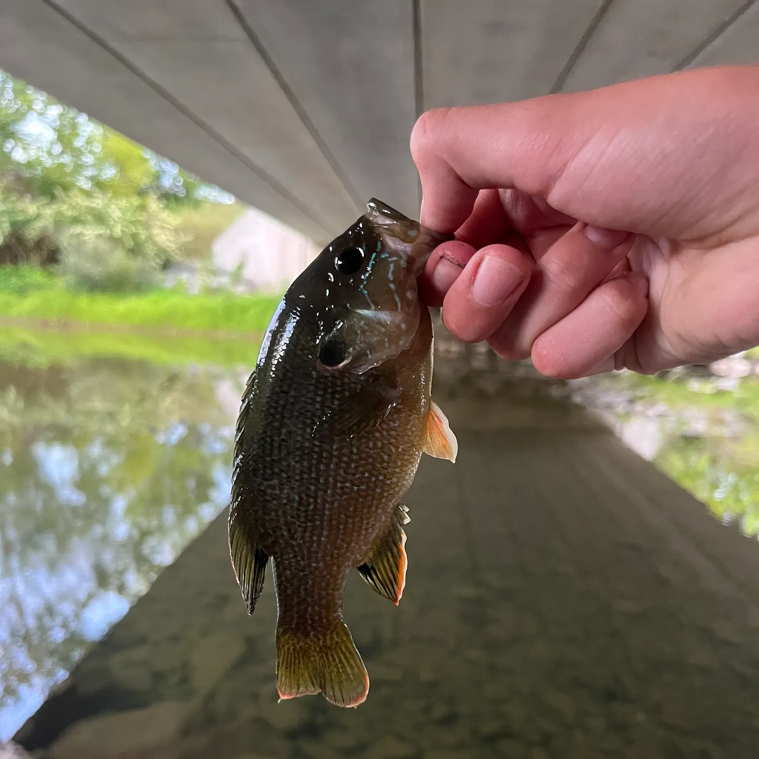 Green sunfish caught on Fishbrain