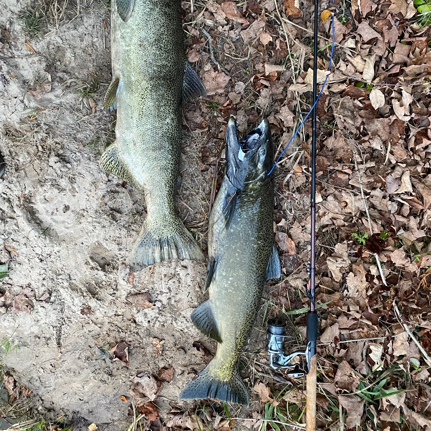 Chinook salmon caught on Fishbrain