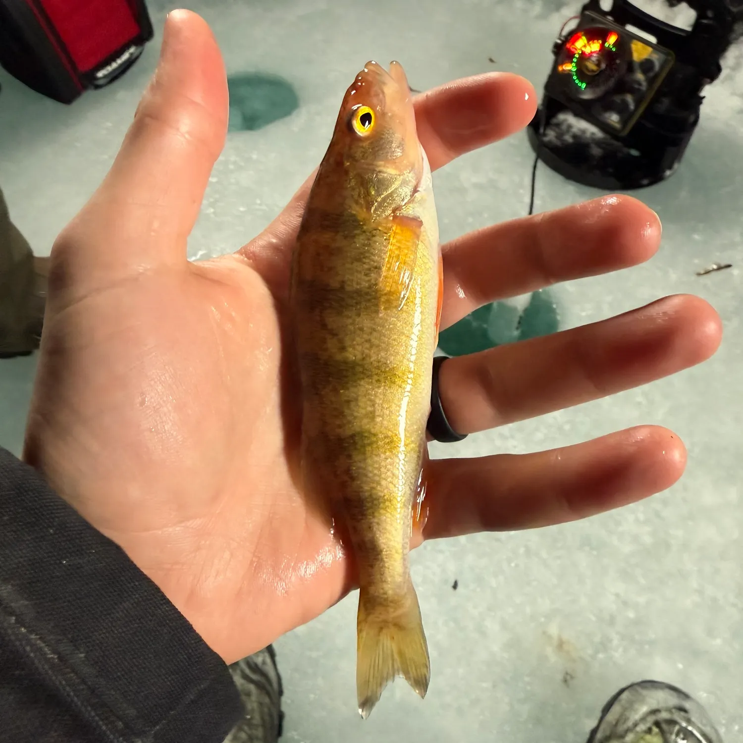 The most recent Yellow perch catches on Fishbrain