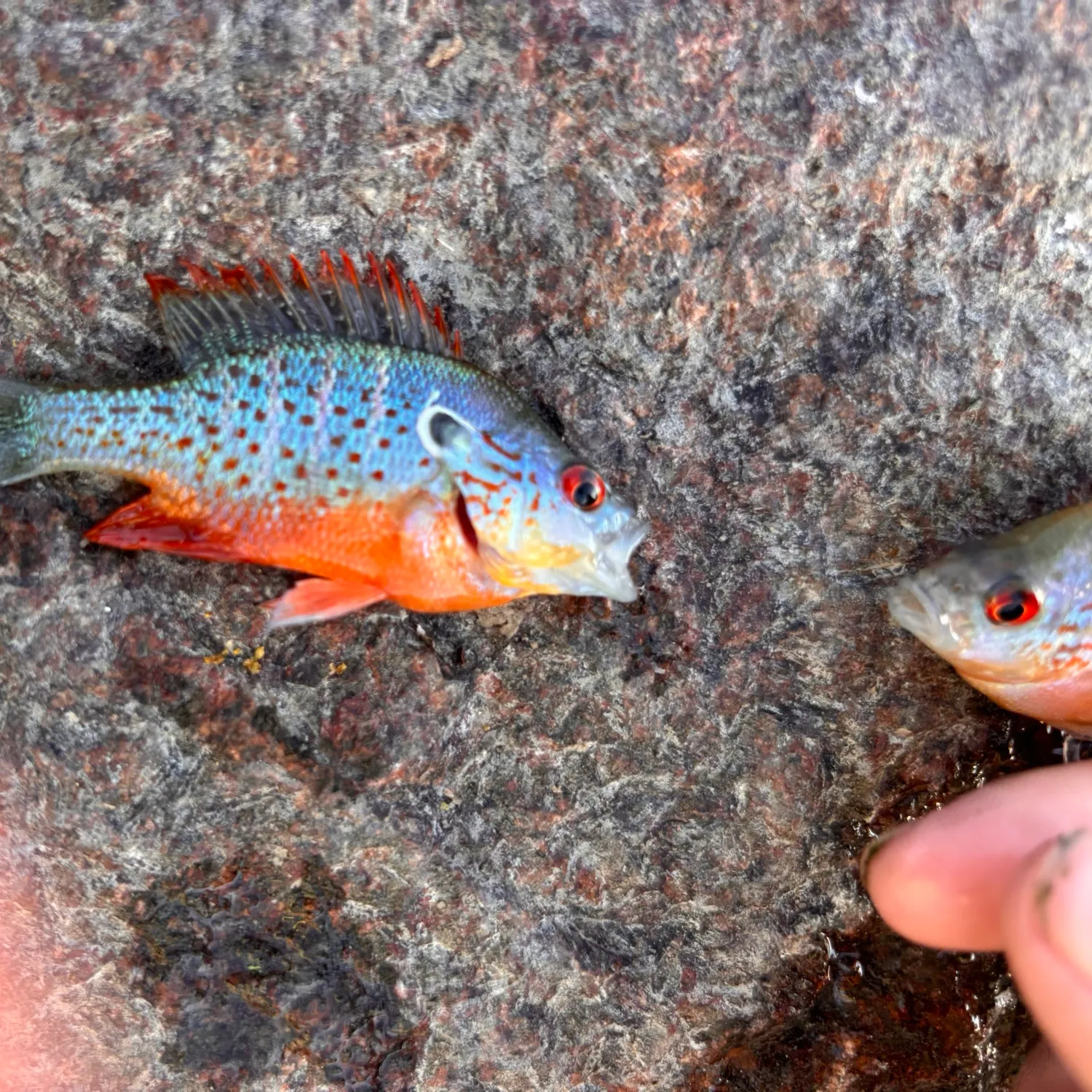The most recent Orangespotted sunfish catches on Fishbrain