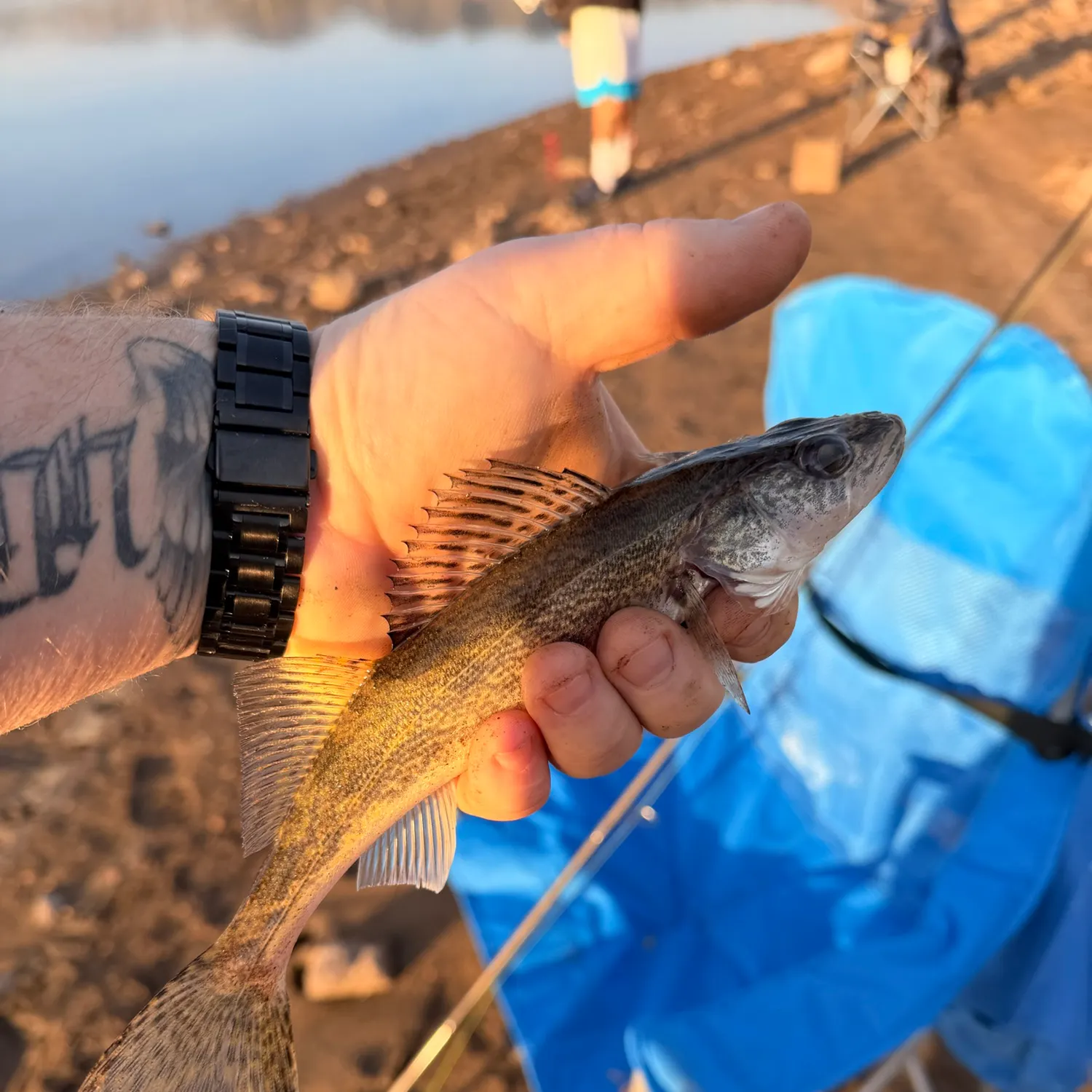 Walleye caught on Fishbrain