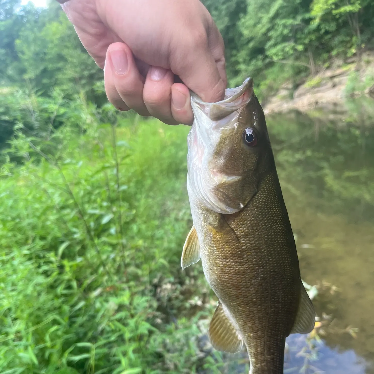 Smallmouth bass caught on Fishbrain