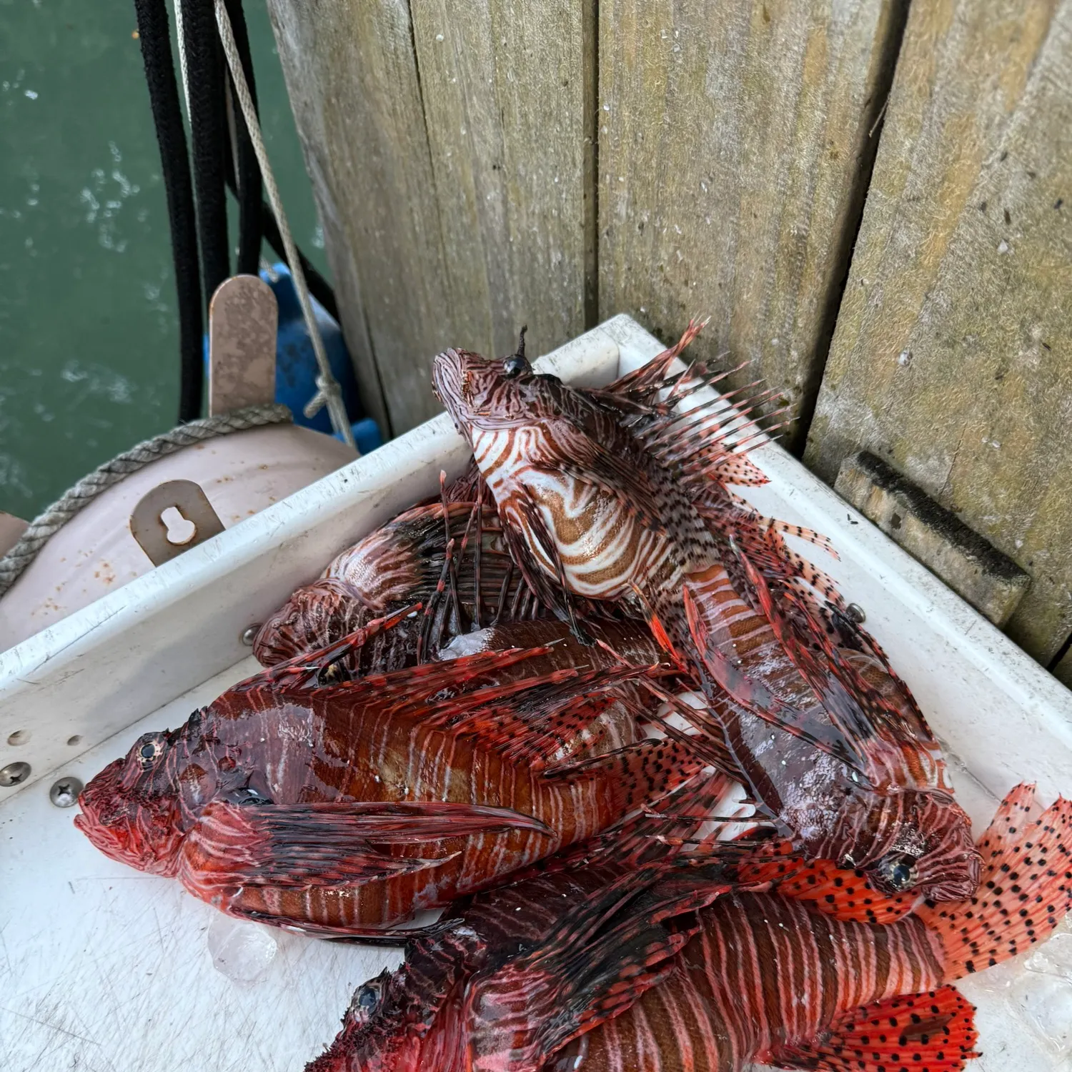 recently logged catches