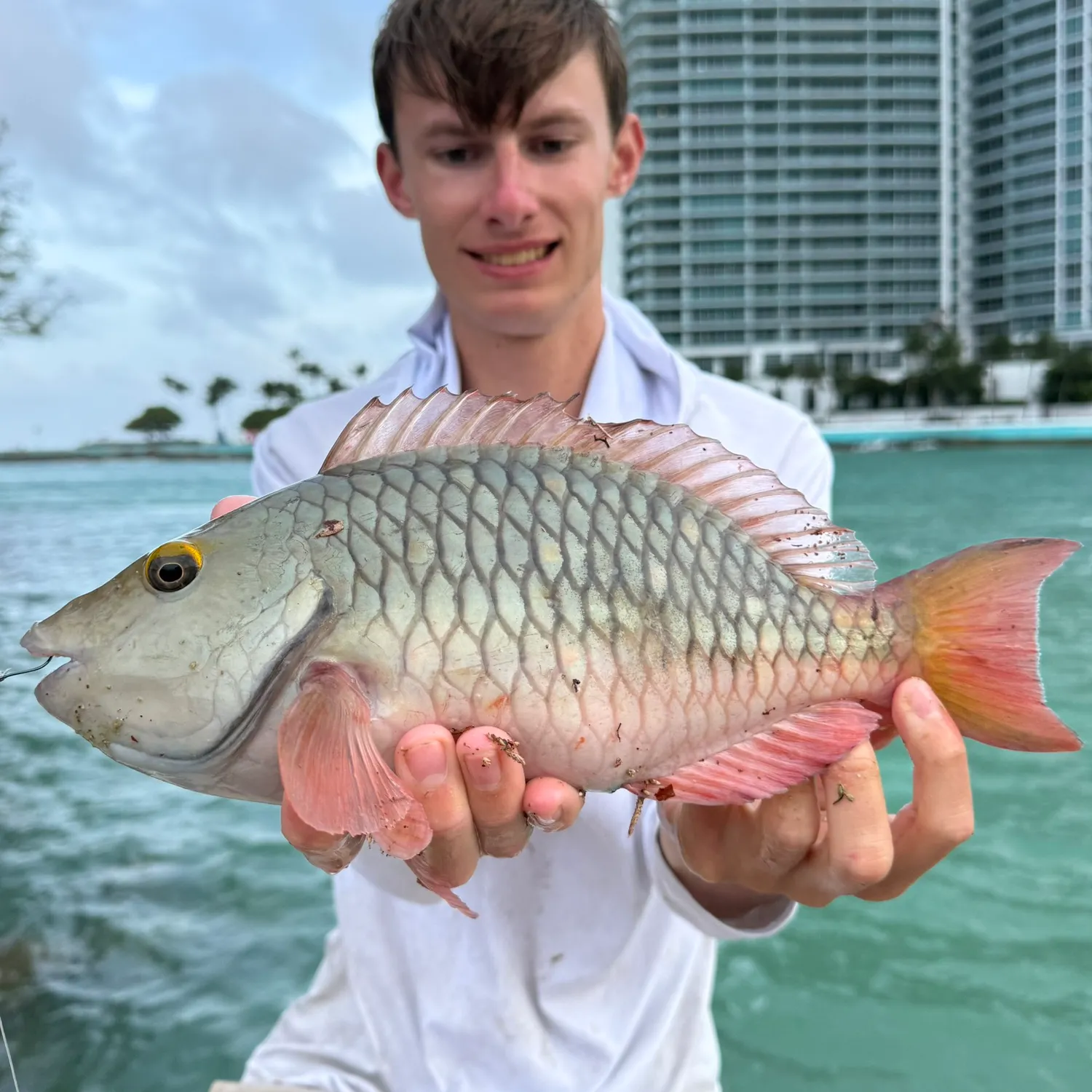 The most recent Stoplight parrotfish catches on Fishbrain