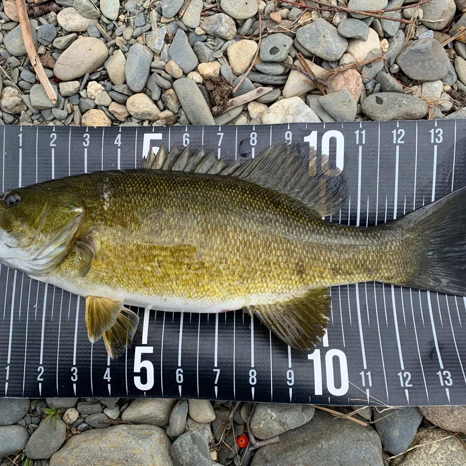 angler catch