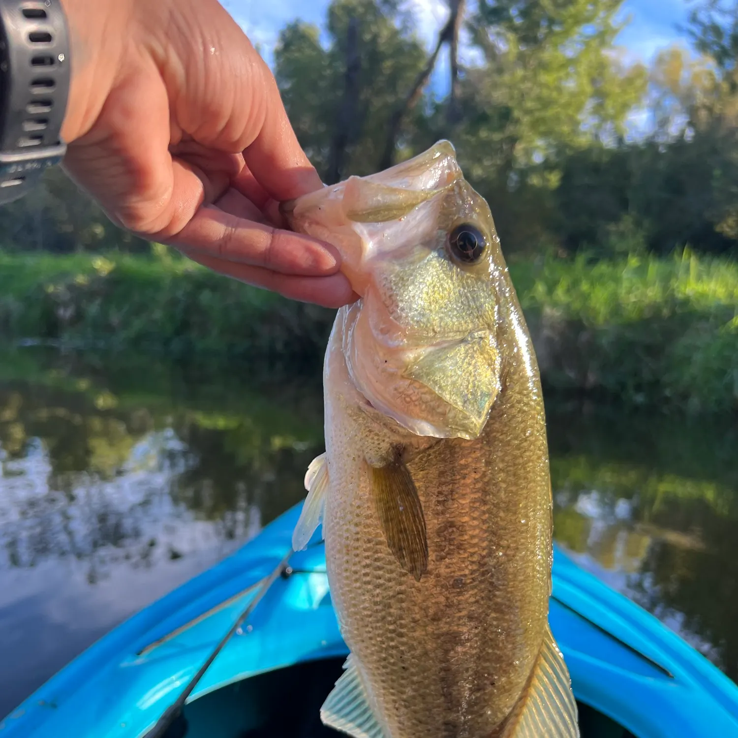 Largemouth bass caught on Fishbrain