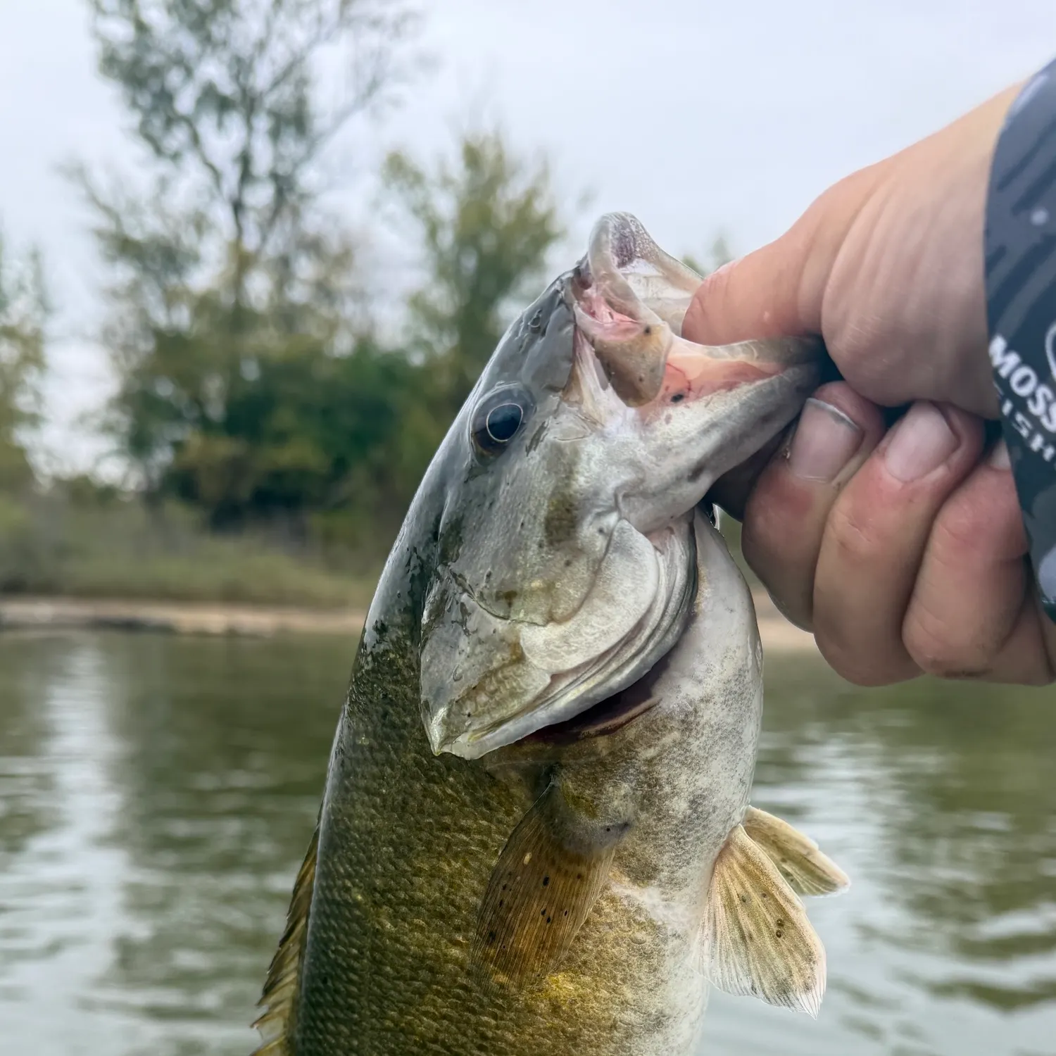 Smallmouth bass caught on Fishbrain
