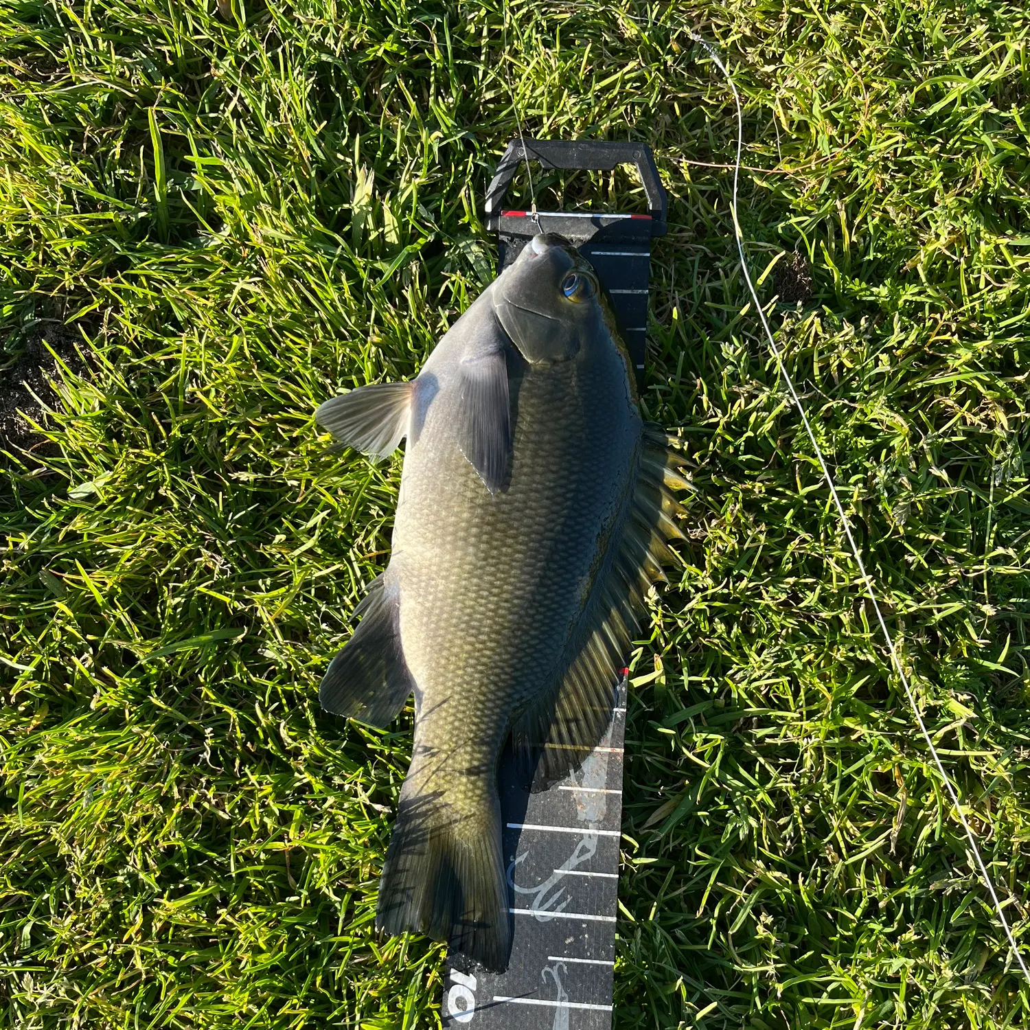 The most recent Opaleye catches on Fishbrain