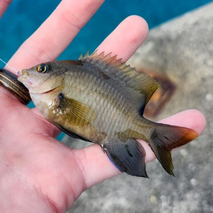 The most recent Dusky damselfish catches on Fishbrain