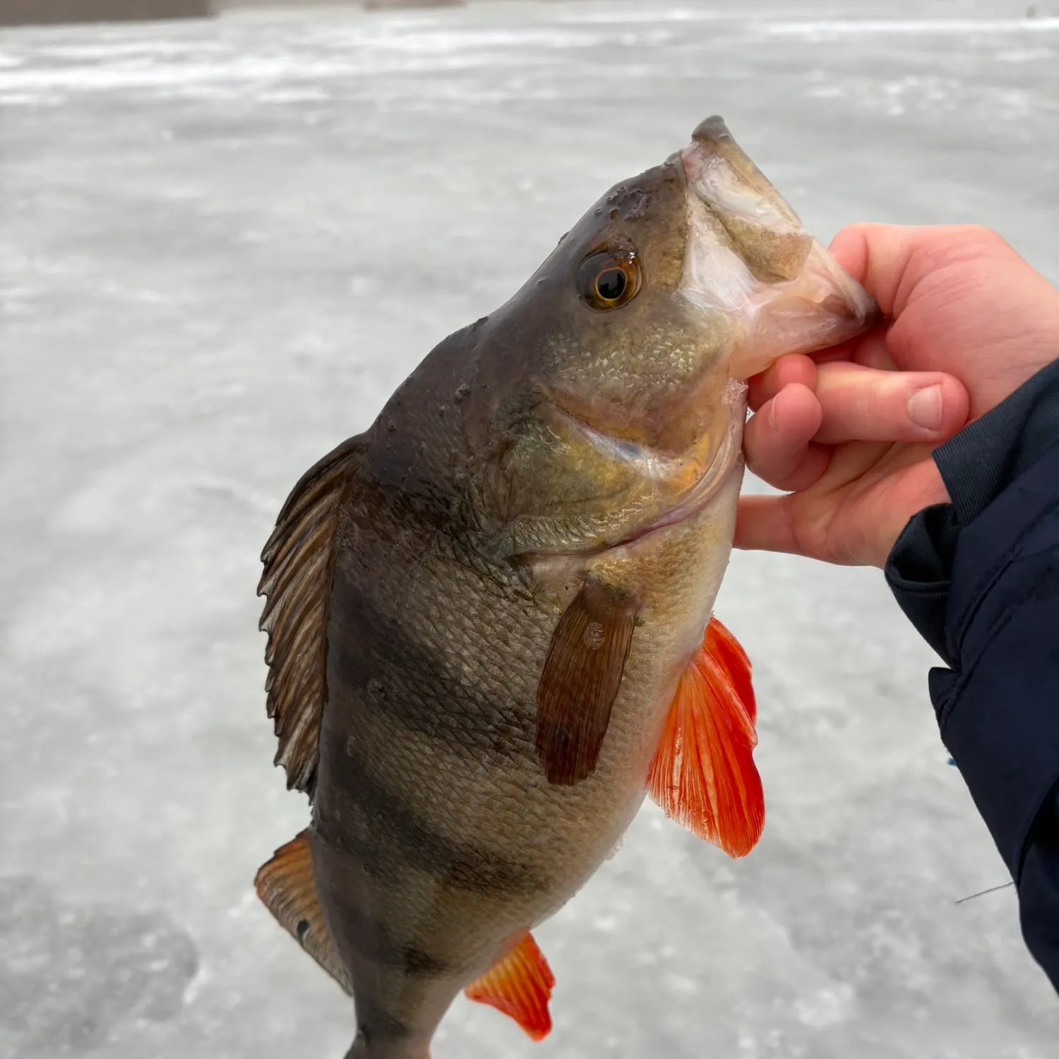 The most recent European perch catches on Fishbrain