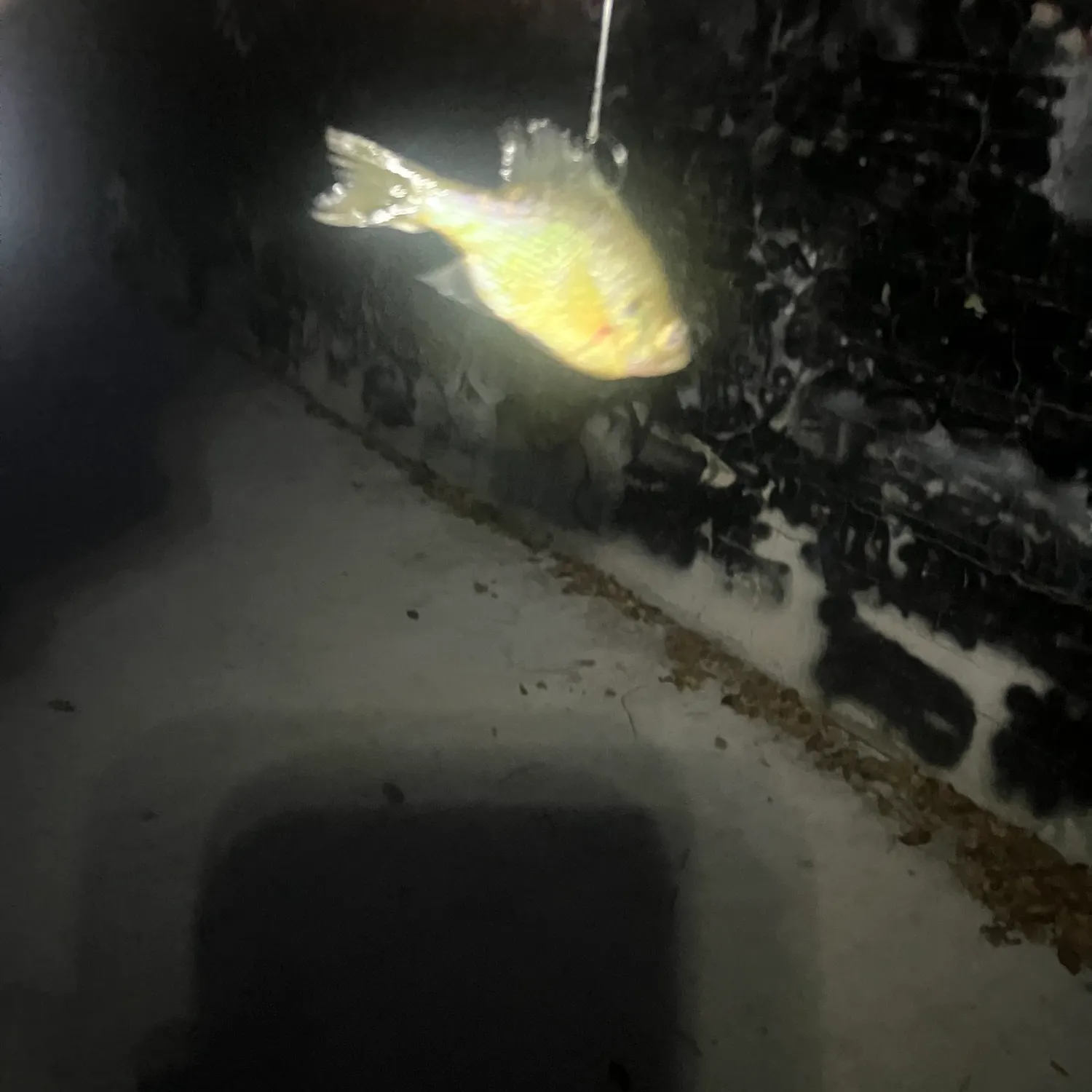 Bluegill caught on Fishbrain