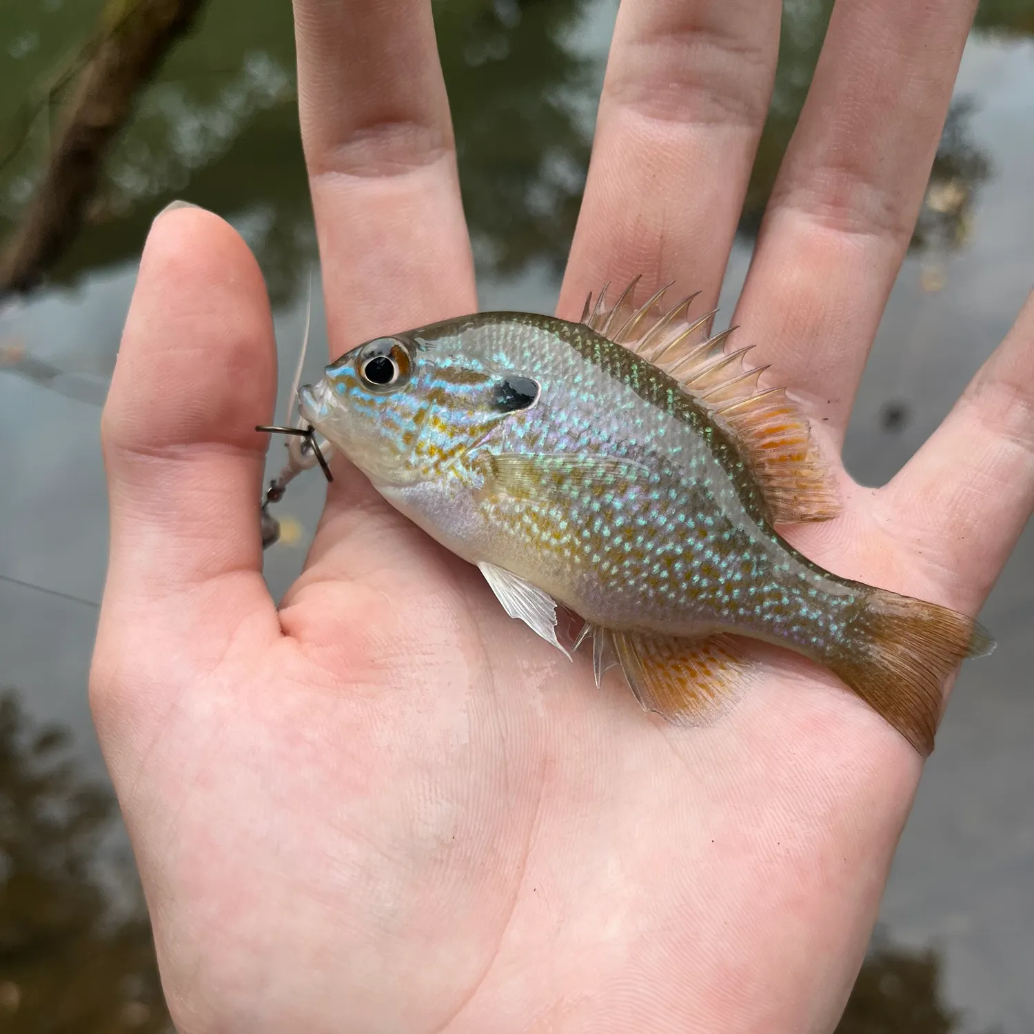 Longear sunfish caught on Fishbrain