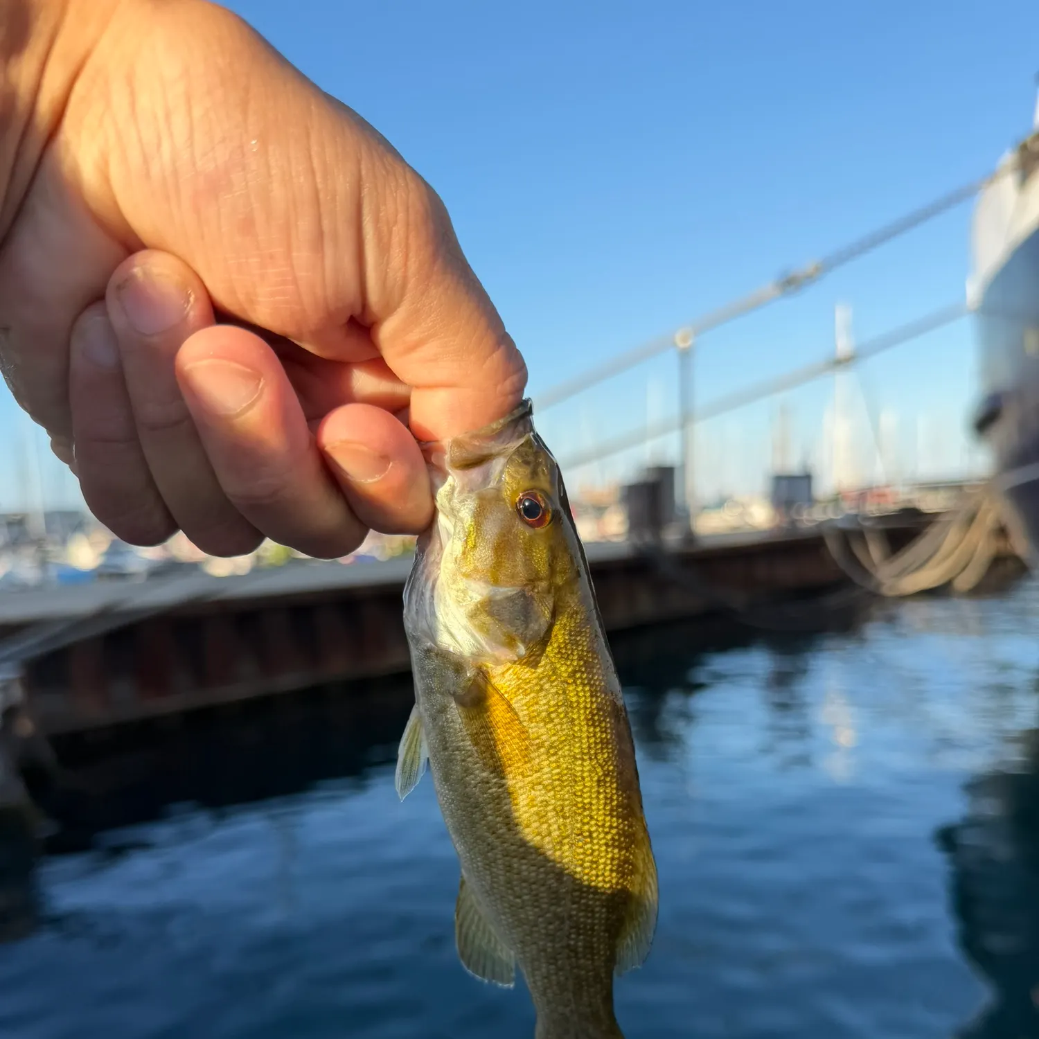 Smallmouth bass caught on Fishbrain