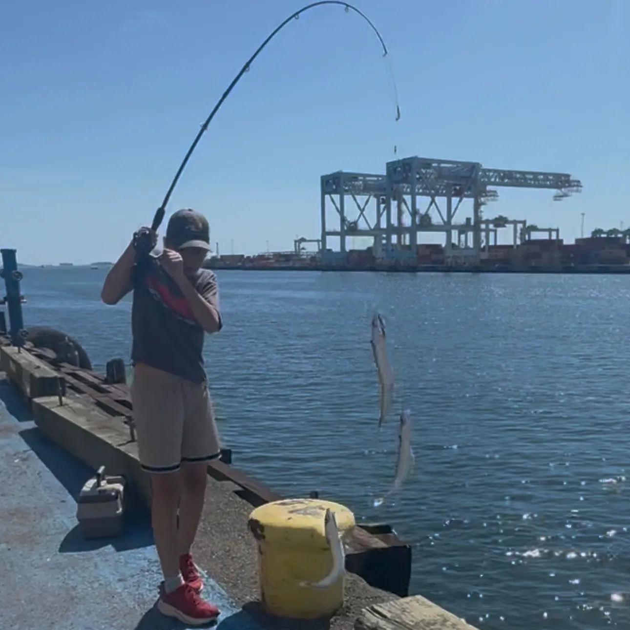 Atlantic mackerel caught on Fishbrain