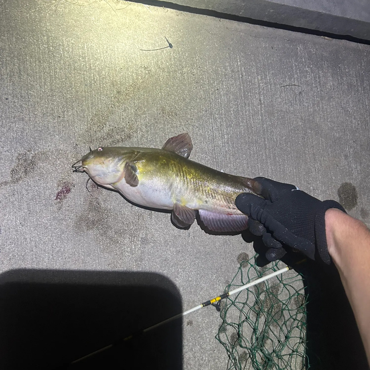 Yellow bullhead caught on Fishbrain