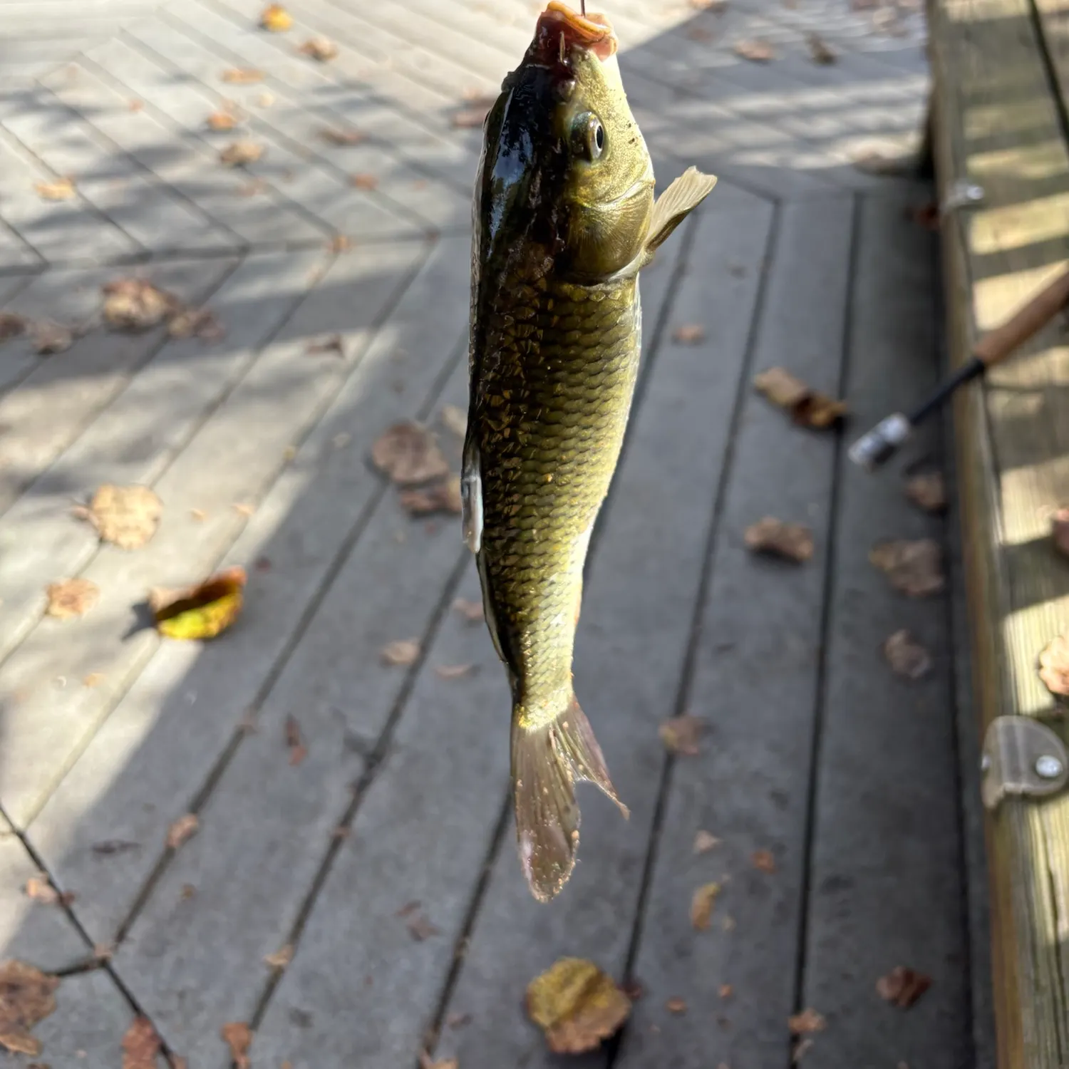 Common carp caught on Fishbrain