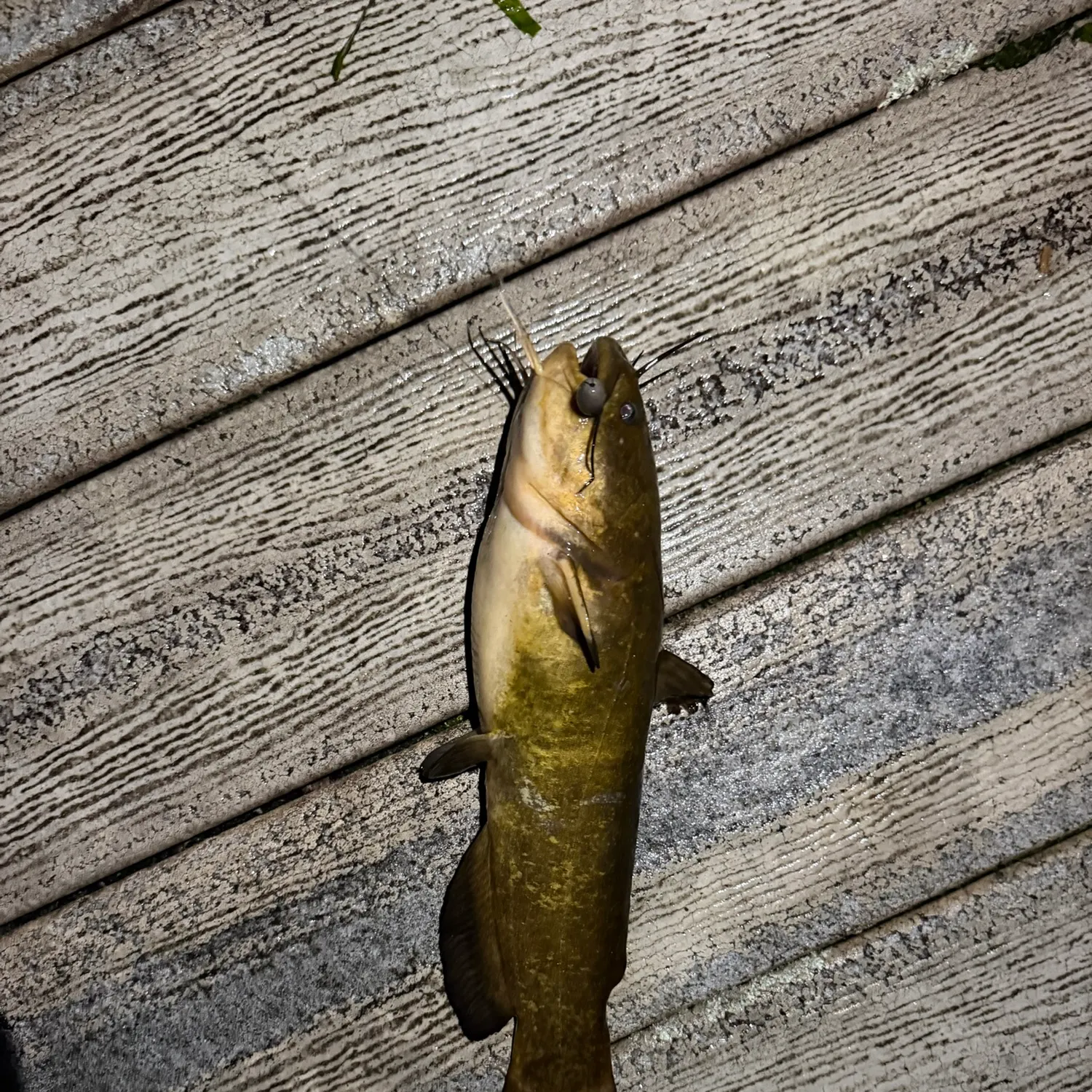 Black bullhead caught on Fishbrain