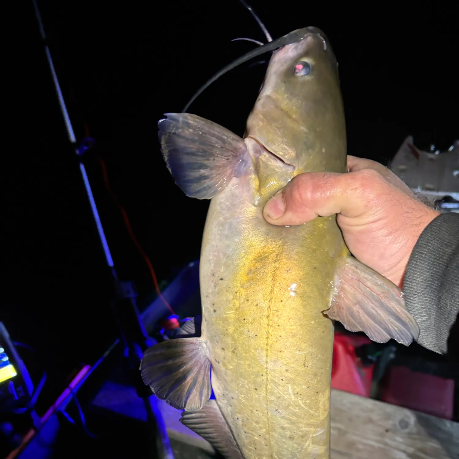 Channel catfish caught on Fishbrain