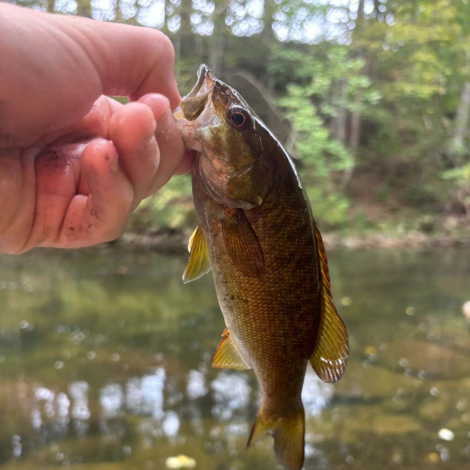 Smallmouth bass caught on Fishbrain