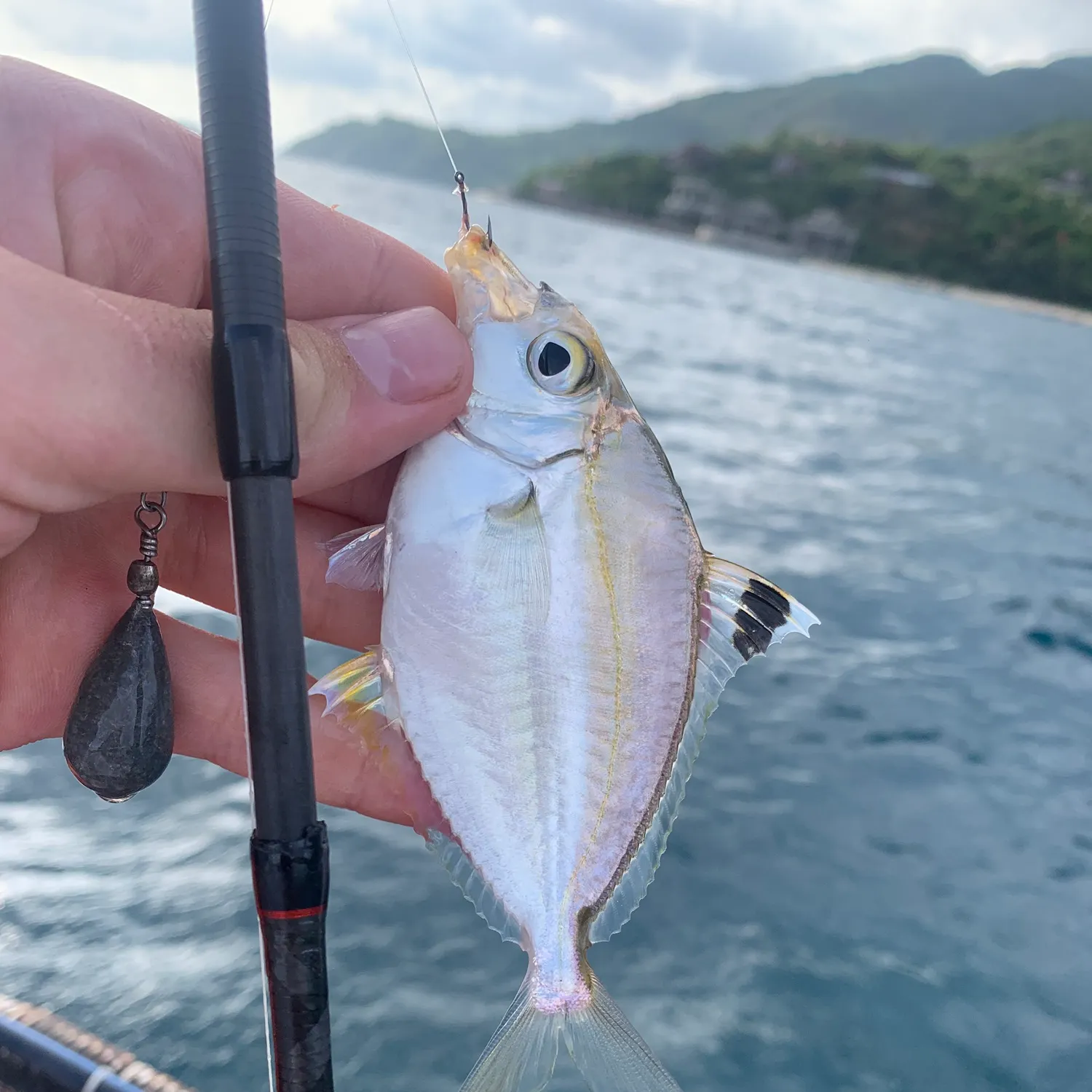 The most recent Goldstripe ponyfish catches on Fishbrain