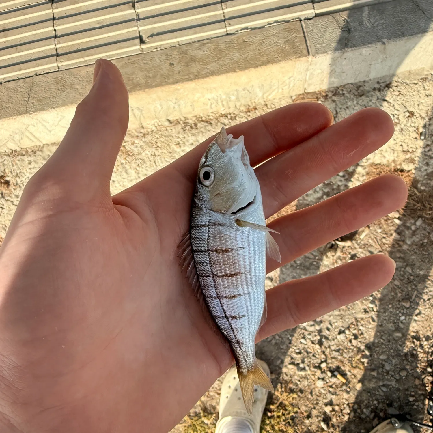The most recent Striped seabream catches on Fishbrain
