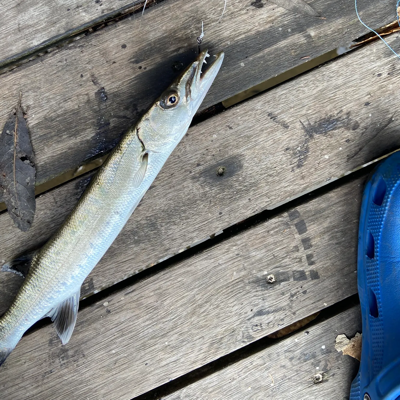 The most recent Pickhandle barracuda catches on Fishbrain