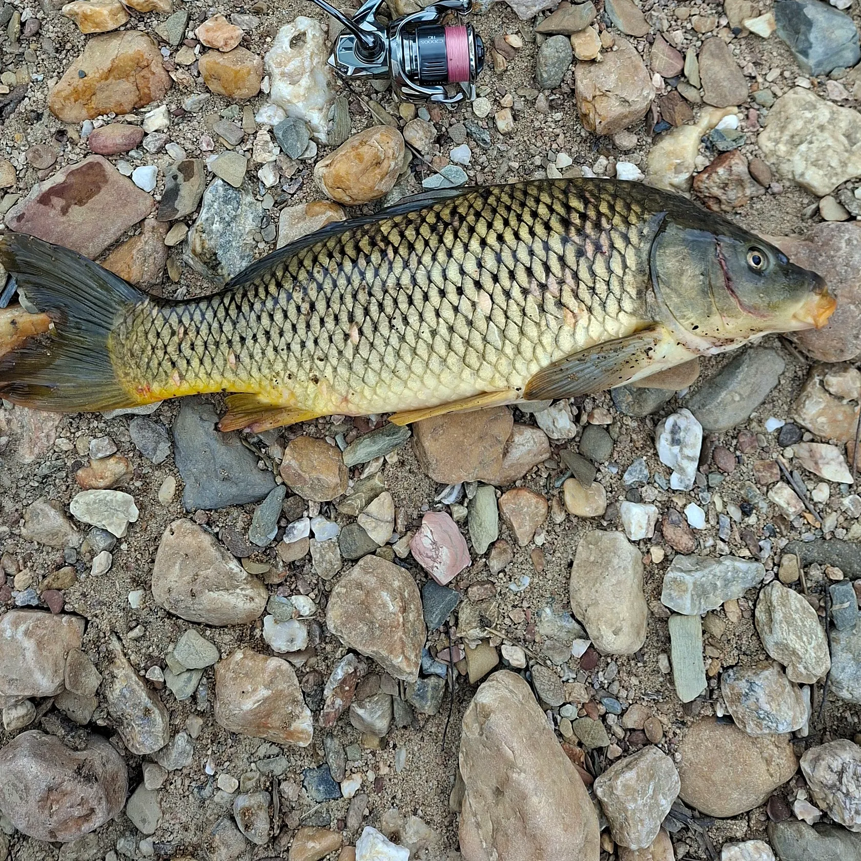 Common carp caught on Fishbrain