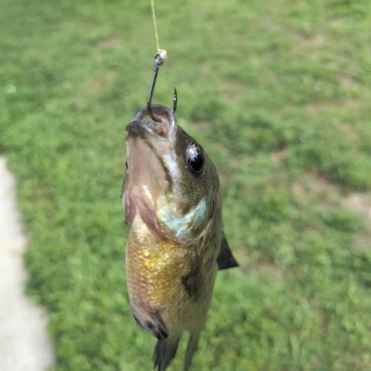 Bluegill caught on Fishbrain