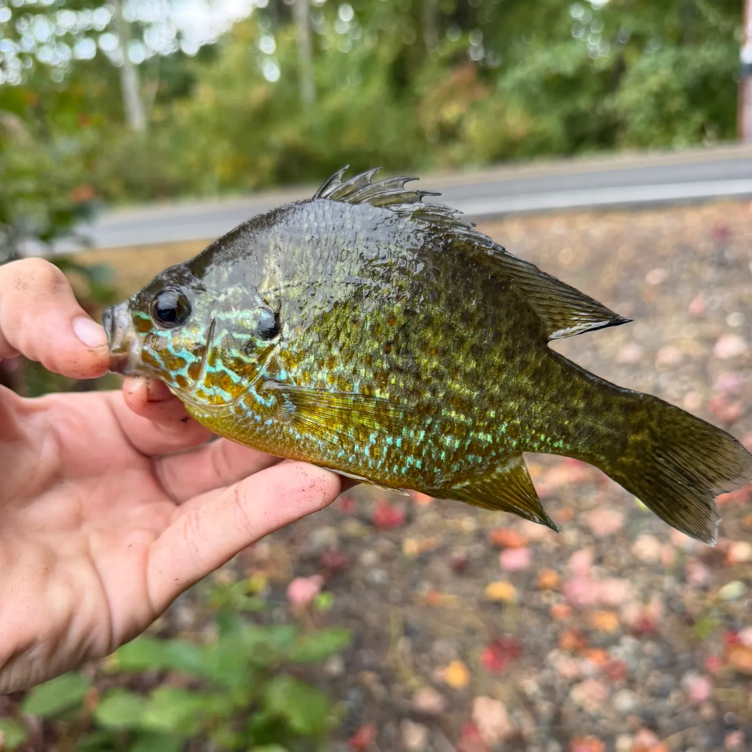 Greengill hybrid caught on Fishbrain