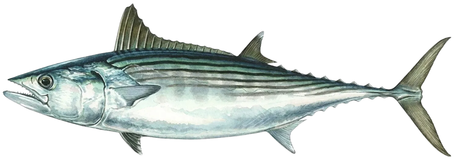 Eastern Pacific bonito