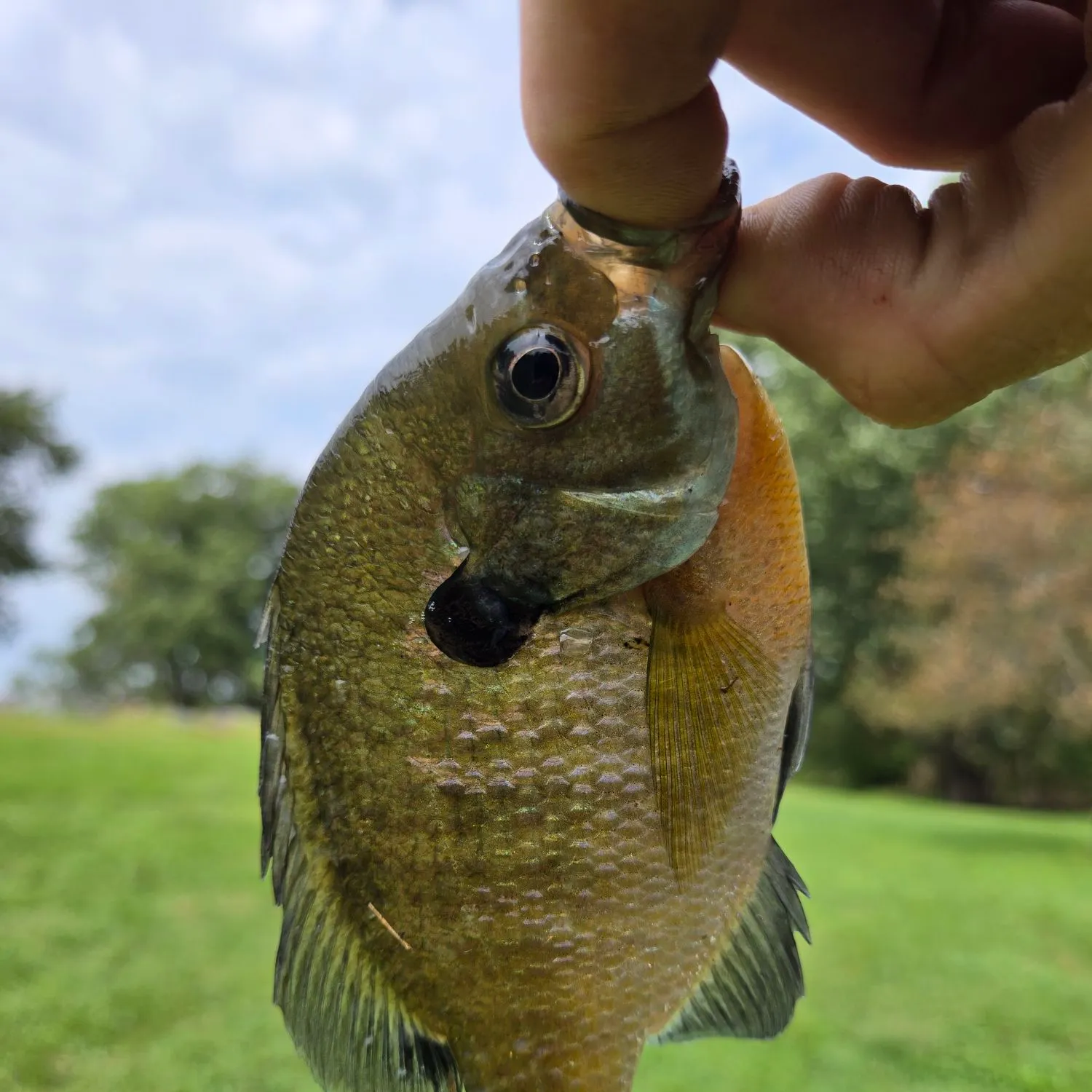 Bluegill caught on Fishbrain