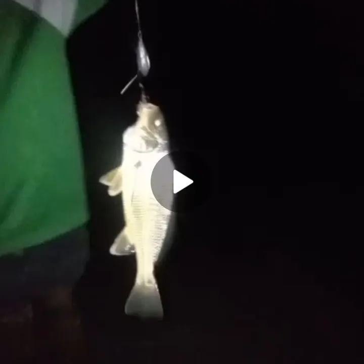 The most recent Whitemouth croaker catches on Fishbrain