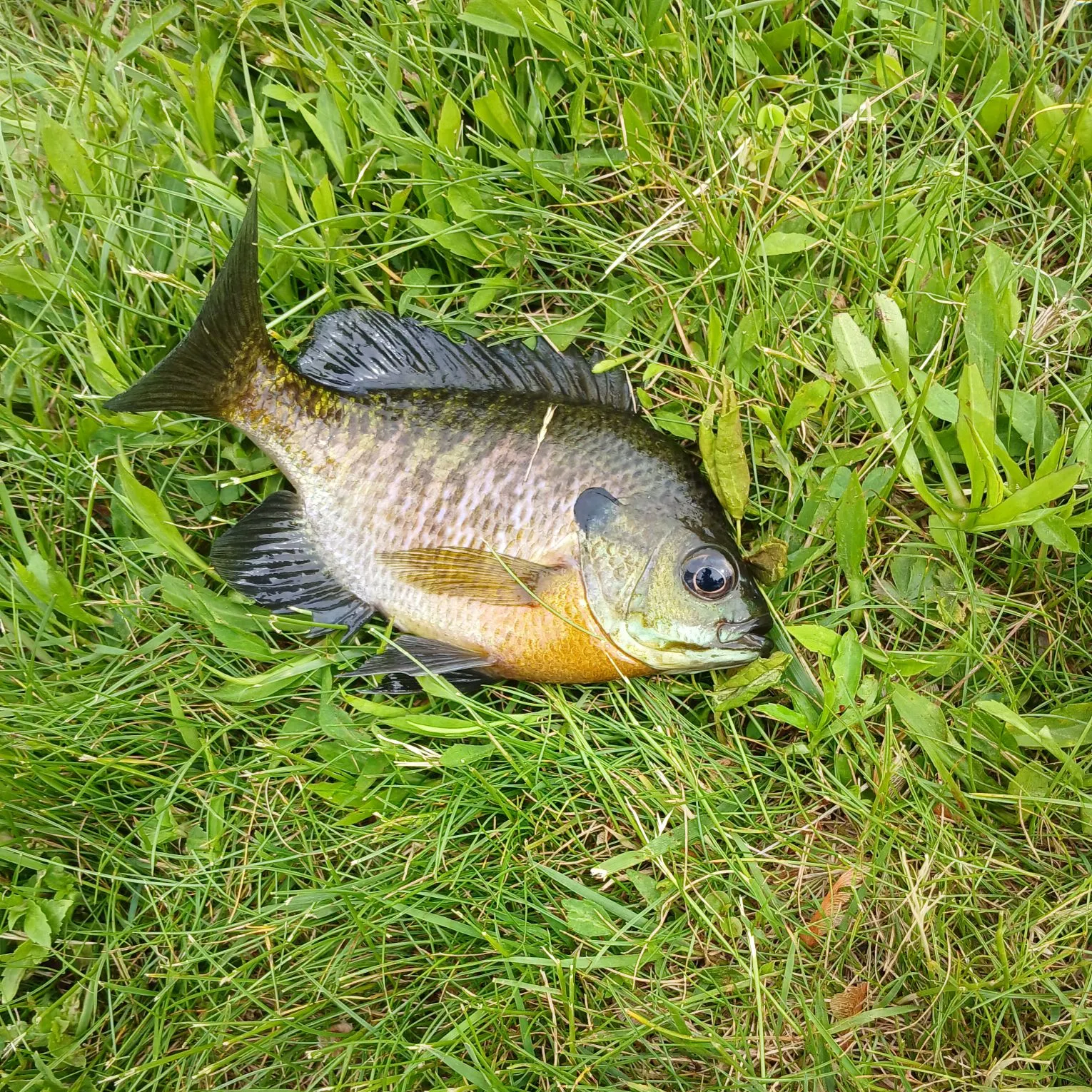 Bluegill caught on Fishbrain