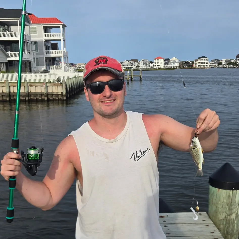 Pinfish caught on Fishbrain