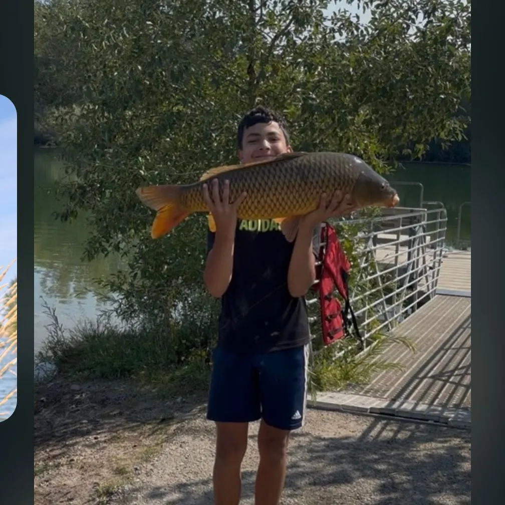 Common carp caught on Fishbrain