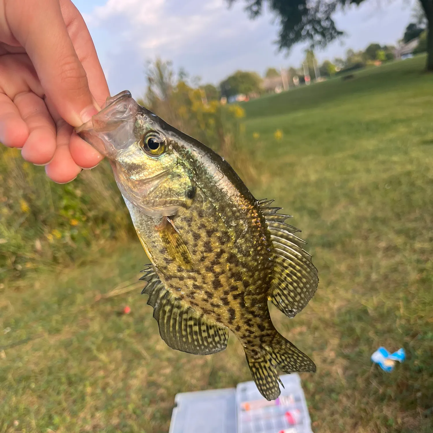 Black crappie caught on Fishbrain