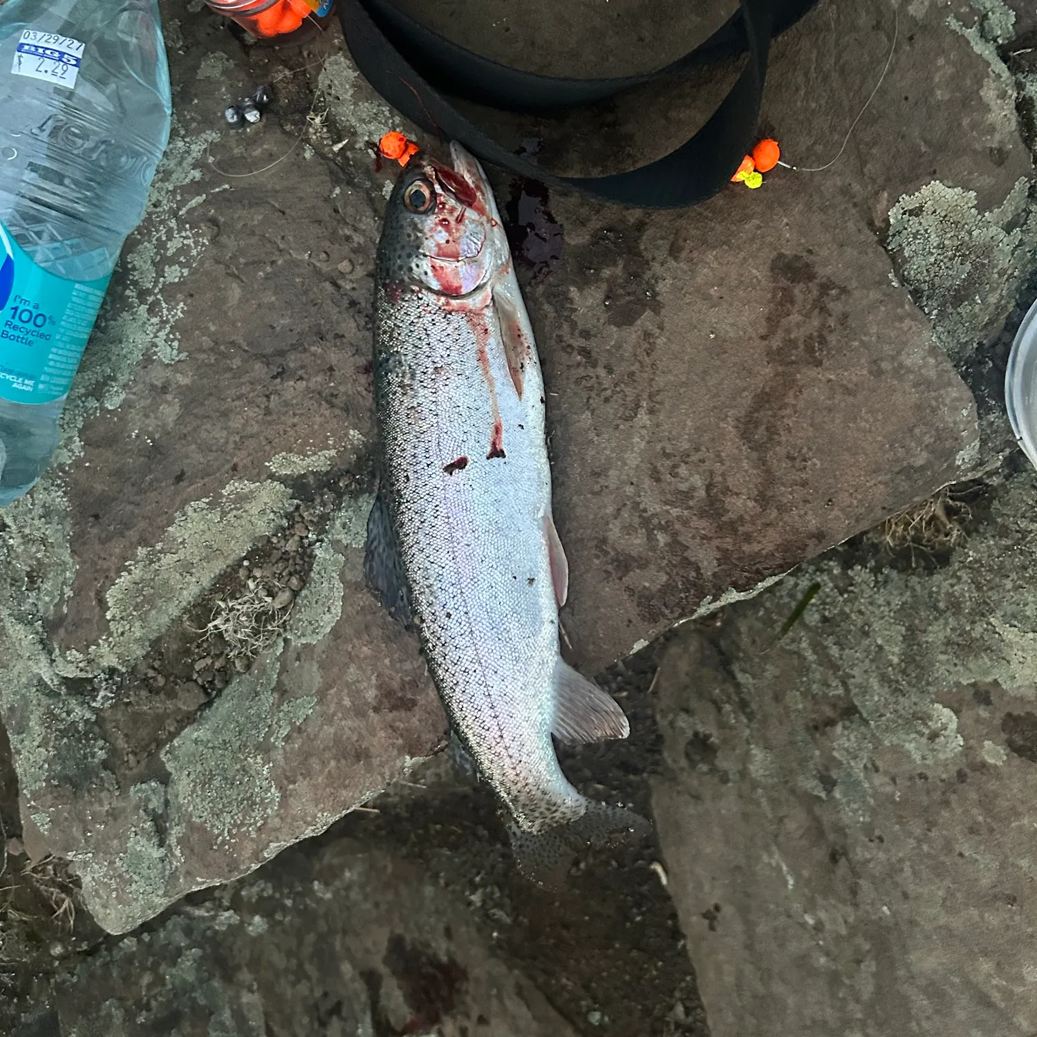 Rainbow trout caught on Fishbrain