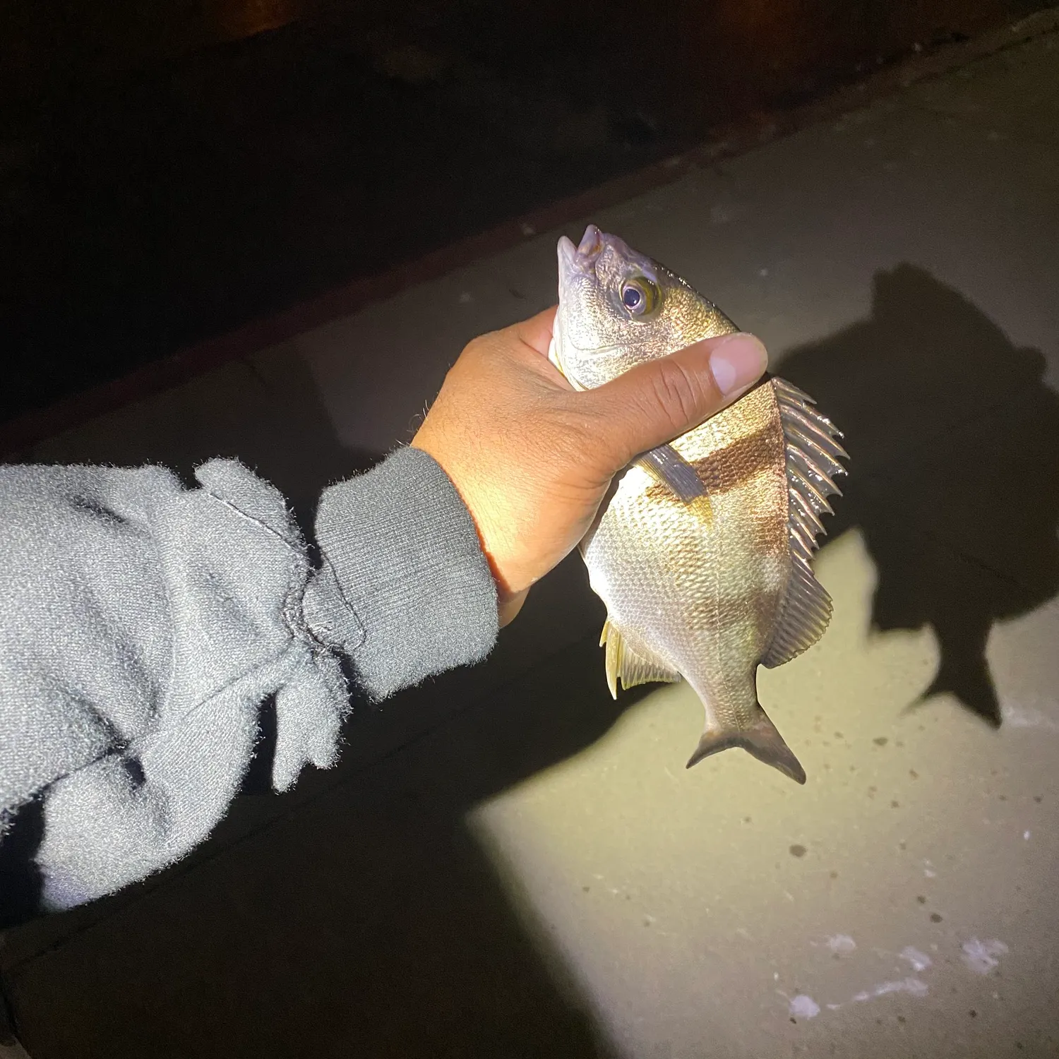 The most recent Sargo catches on Fishbrain