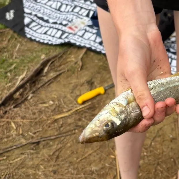 The most recent Sand sillago catches on Fishbrain