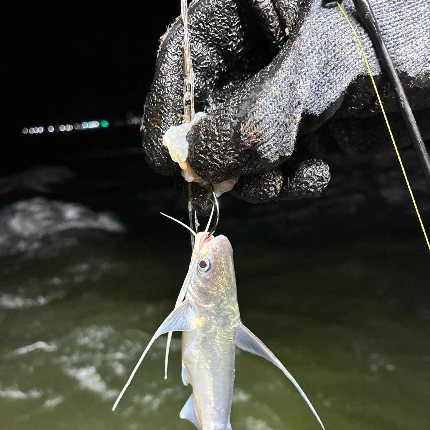 Gafftopsail sea catfish caught on Fishbrain