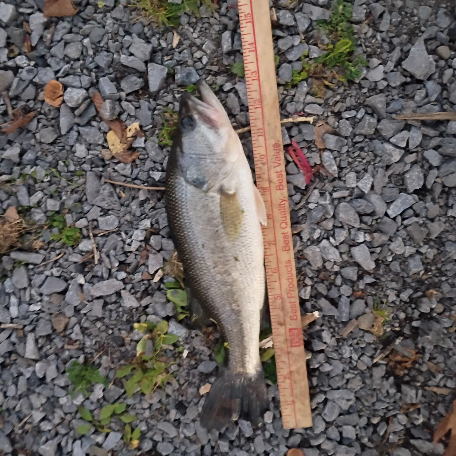 Largemouth bass caught on Fishbrain