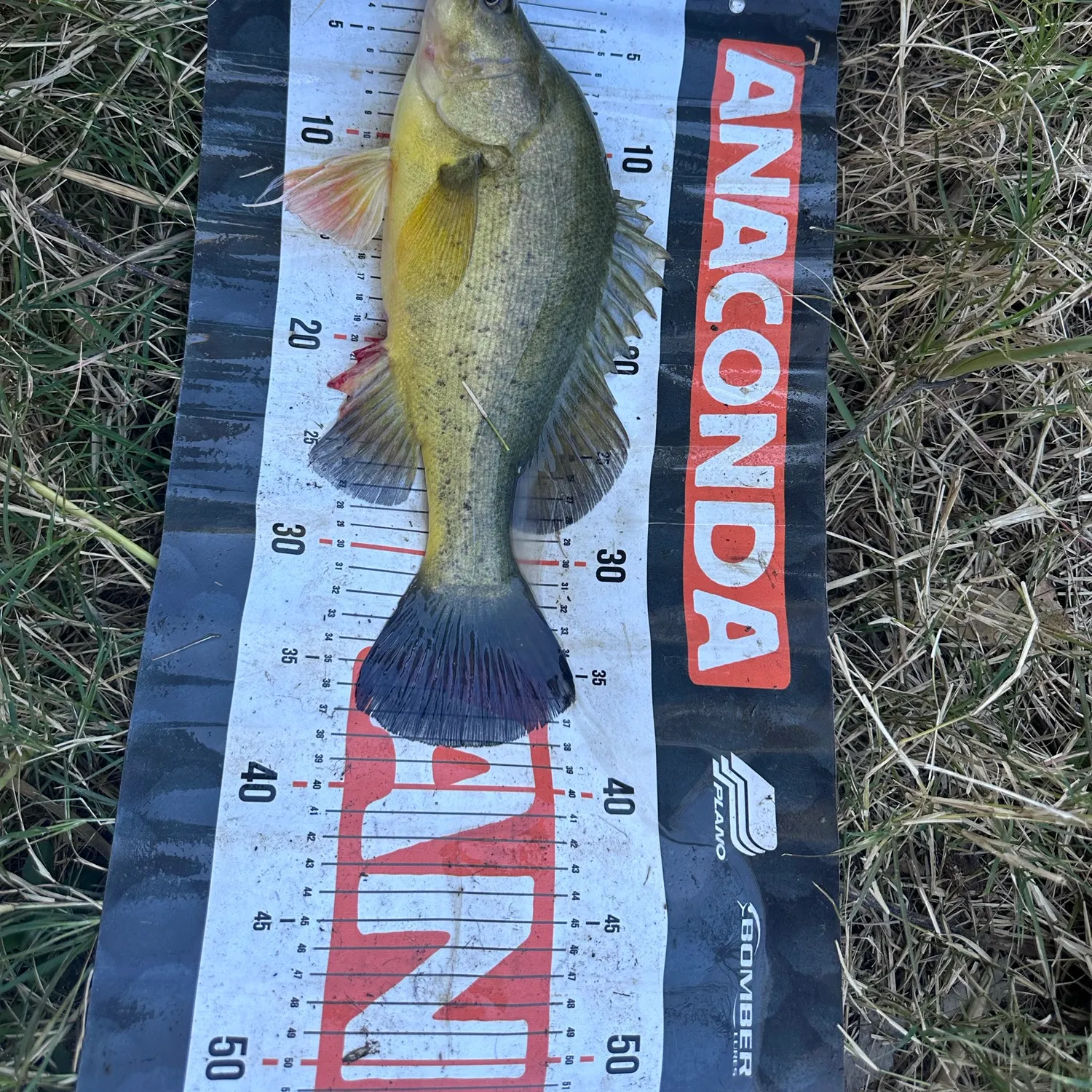 Golden perch caught on Fishbrain